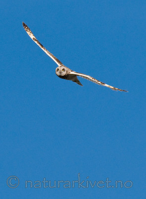 BB 11 0296 / Asio flammeus / Jordugle